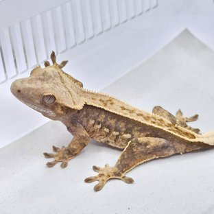 100% Het Axanthic 100% Het Chocho