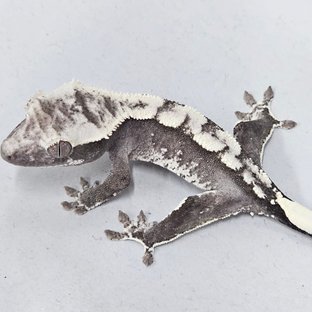 Axanthic