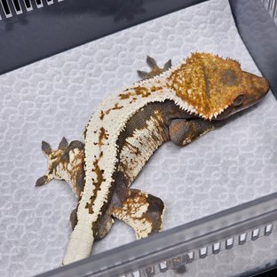 세이블 100%헷아잔틱