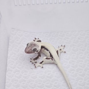 릴리 세이블 아잔틱