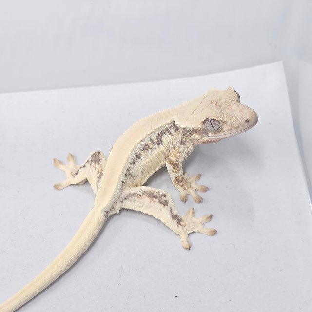 Lilly White 100% Het Chocho
