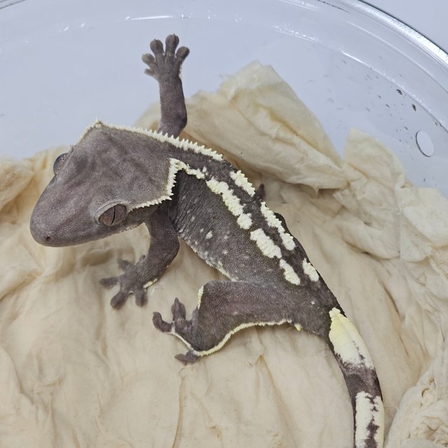 Axanthic