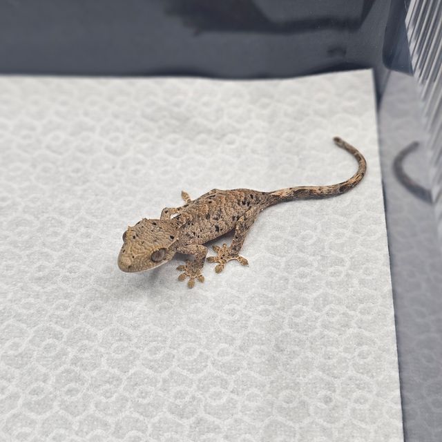 슈퍼달마시안