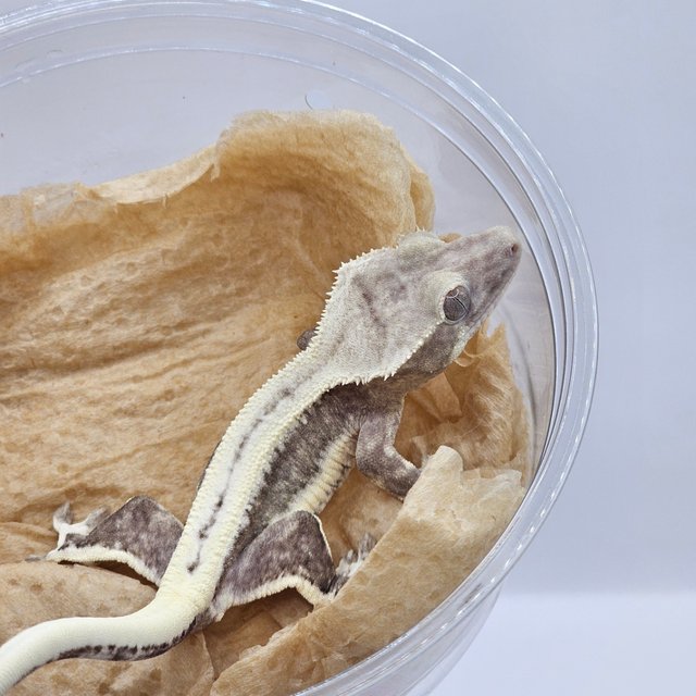 Lilly Axanthic