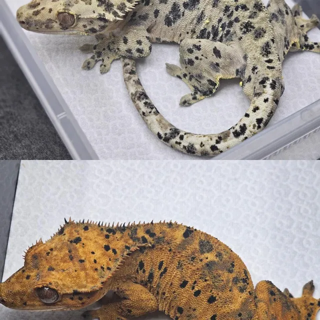 슈퍼달마시안