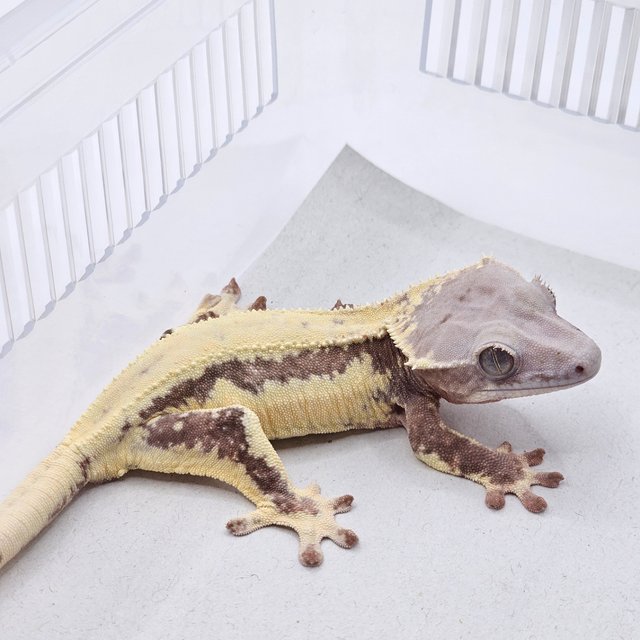 Lilly White Chocho