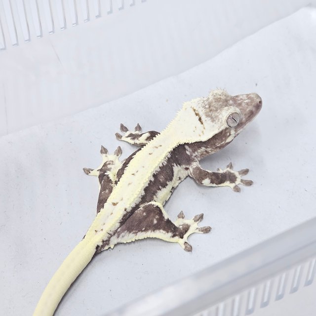 Lilly Axanthic