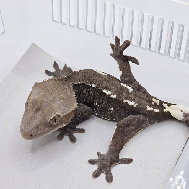 Axanthic