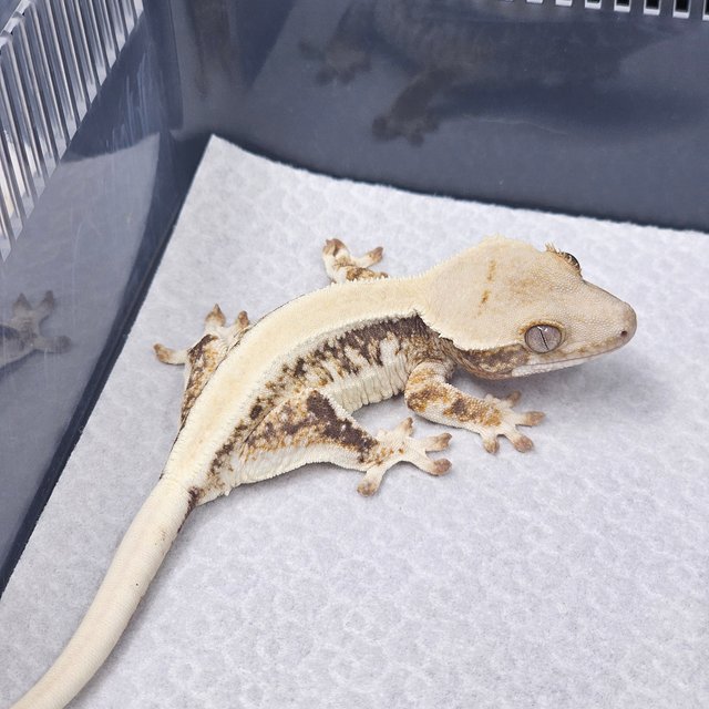 100%헷아잔틱 릴리화이트