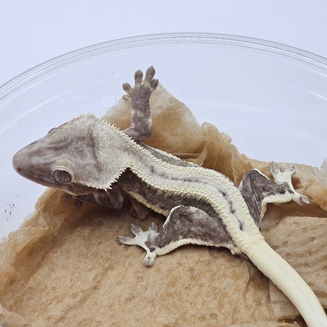 Lilly Axanthic