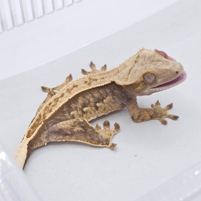 100% Het Axanthic 100% Het Chocho