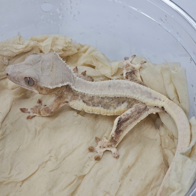 Lilly White 100% Het Chocho 100% Het Axanthic