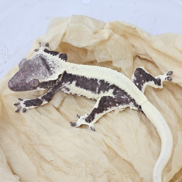 Solid Back Lilly Axanthic