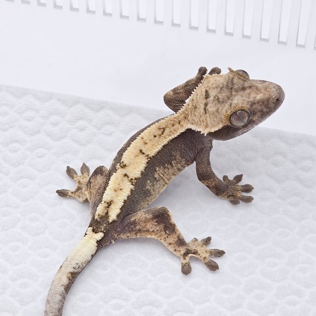 세이블 100%헷아잔틱