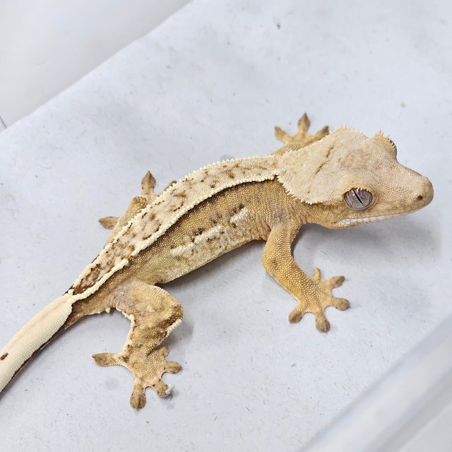 Full Pinstripe Quad 100% Het Chocho