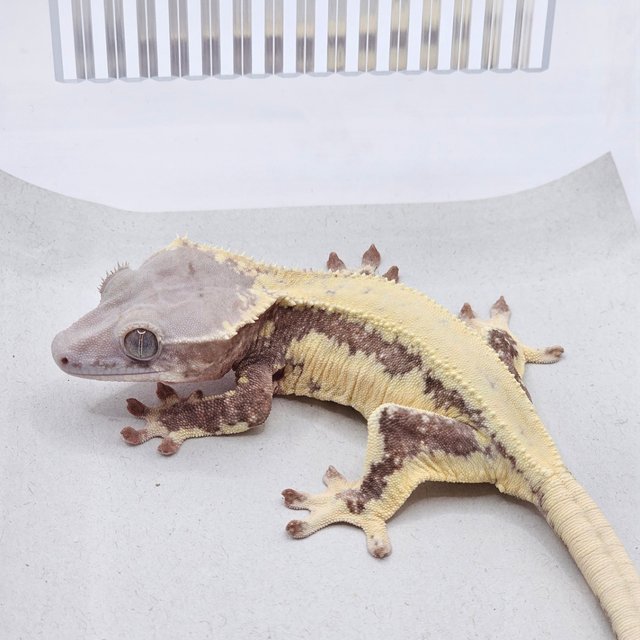 Lilly White Chocho