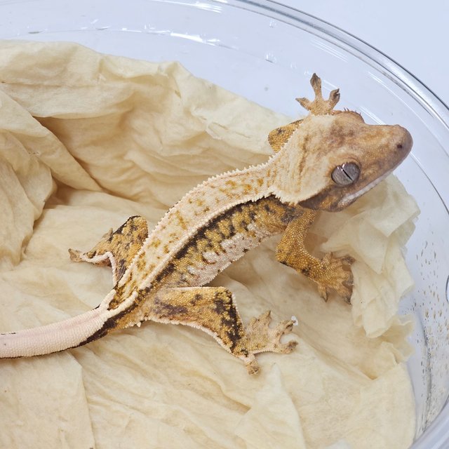 Full Pinstripe Quad 100% Het Chocho
