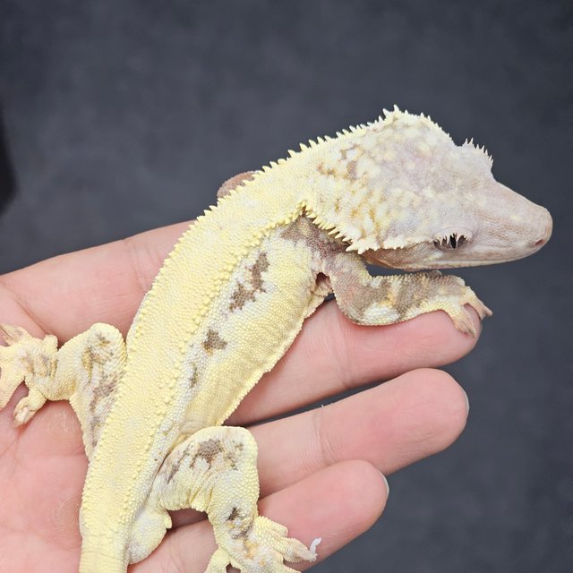 Lilly White Chocho