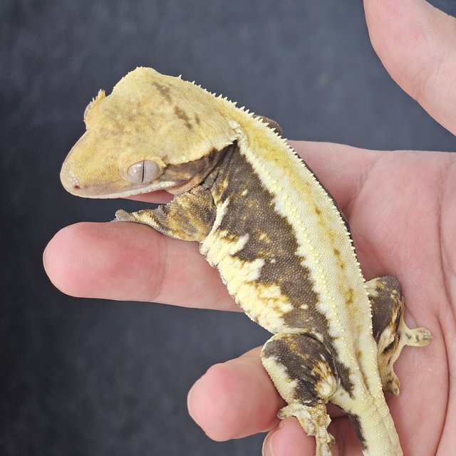 릴리100%헷아잔틱