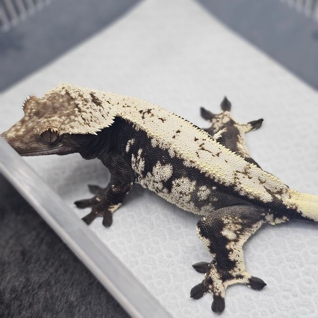 세이블