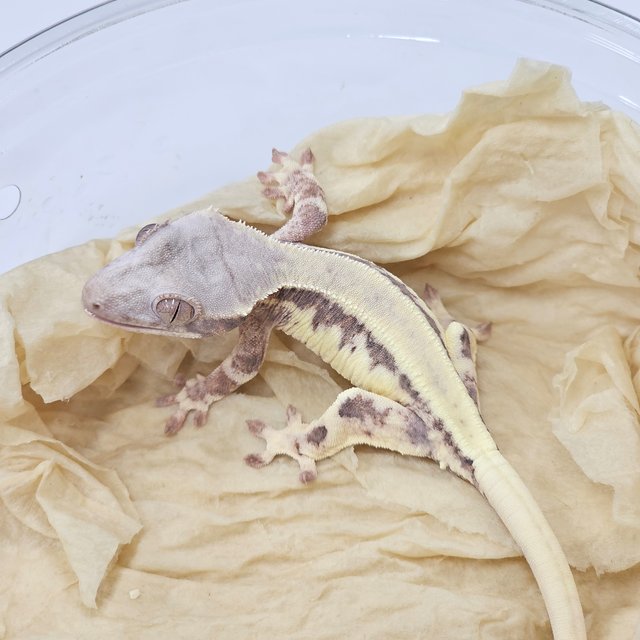 100% Het Axanthic Frappuccino