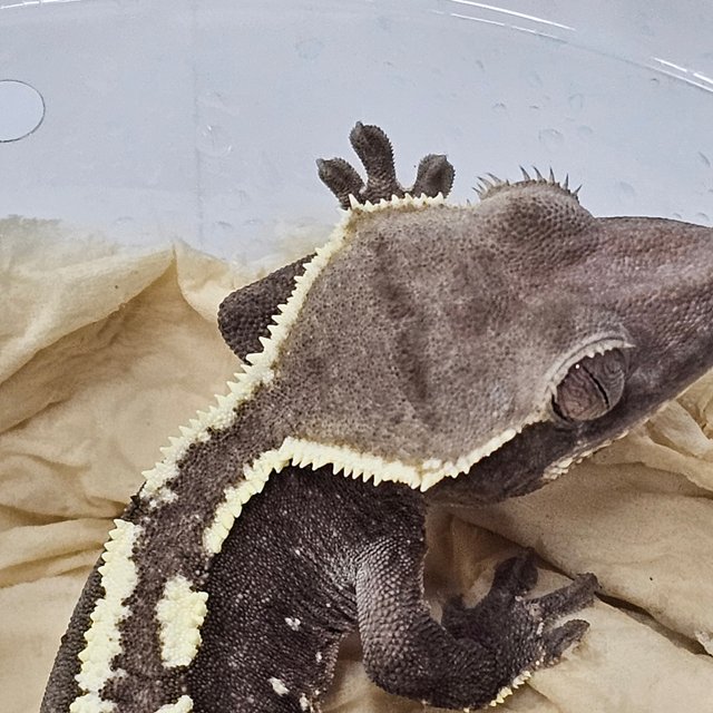 Axanthic