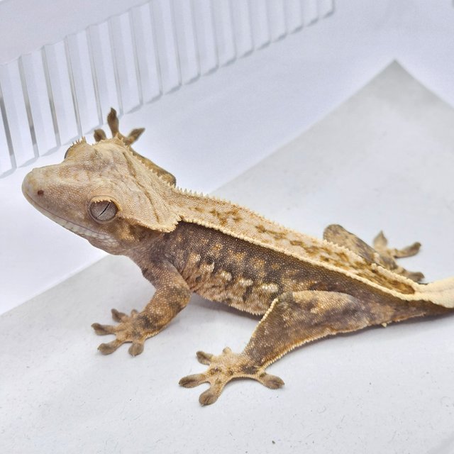 100% Het Axanthic 100% Het Chocho