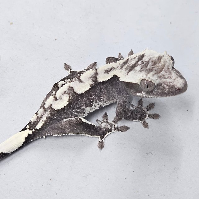 Axanthic