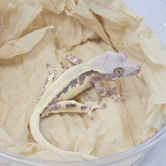 100% Het Axanthic Frappuccino