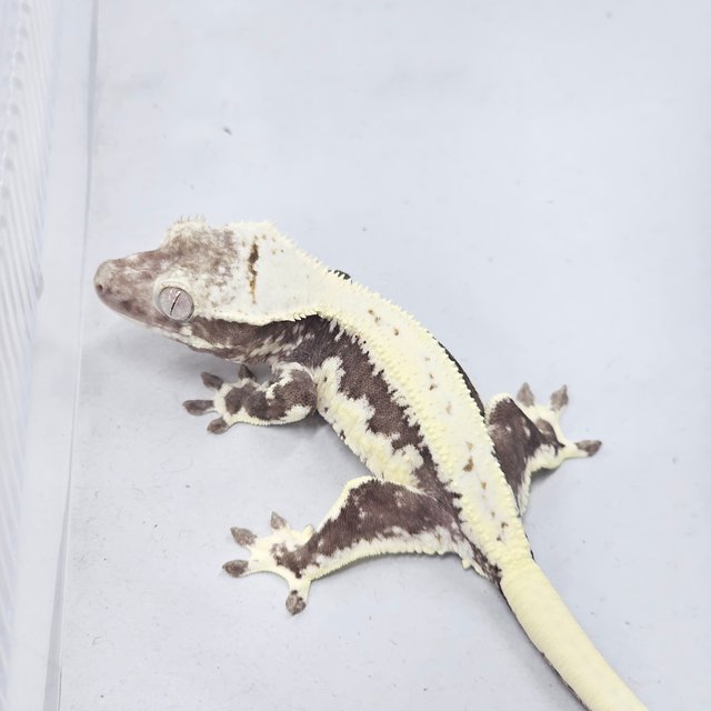 Lilly Axanthic