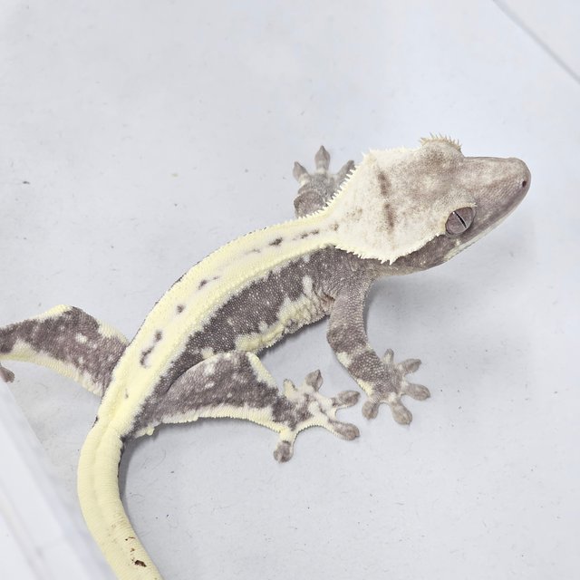 Lilly Axanthic