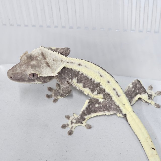 Lilly Axanthic