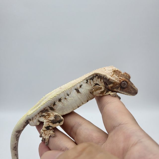 릴리 세이블