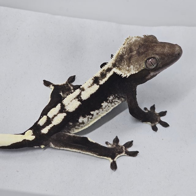 Axanthic