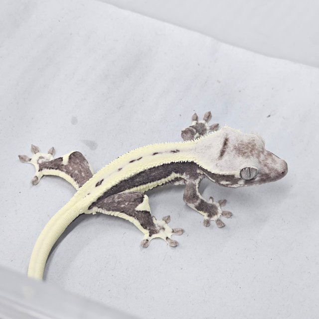 Lilly Axanthic