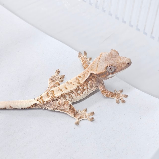 Cappuccino Tangerine