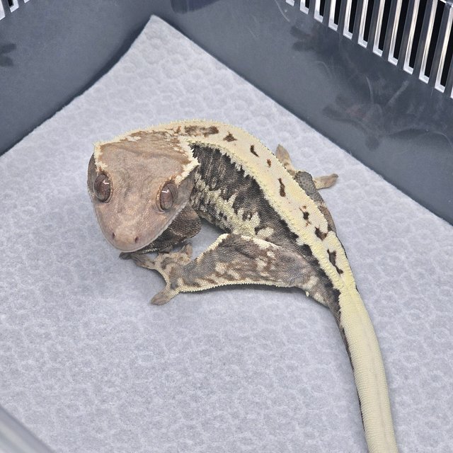 프라푸치노 100%헷아잔틱