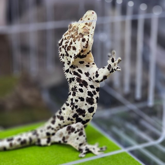 Super Dalmatian
