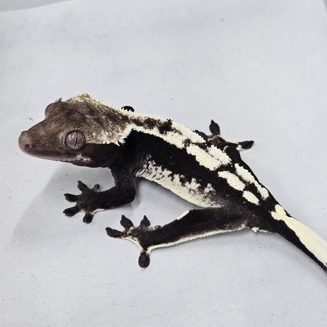 Axanthic