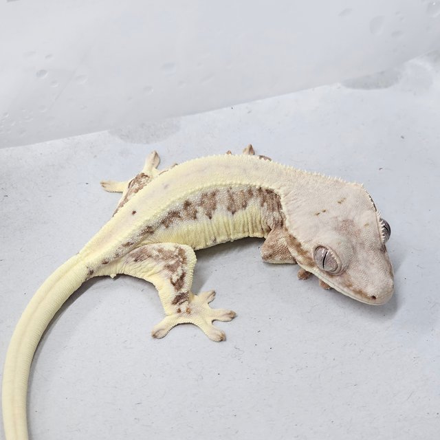 100% Het Axanthic 100% Het Chocho