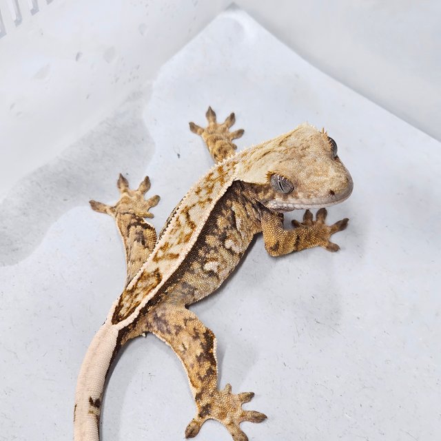 Full Pinstripe Quad 100% Het Chocho
