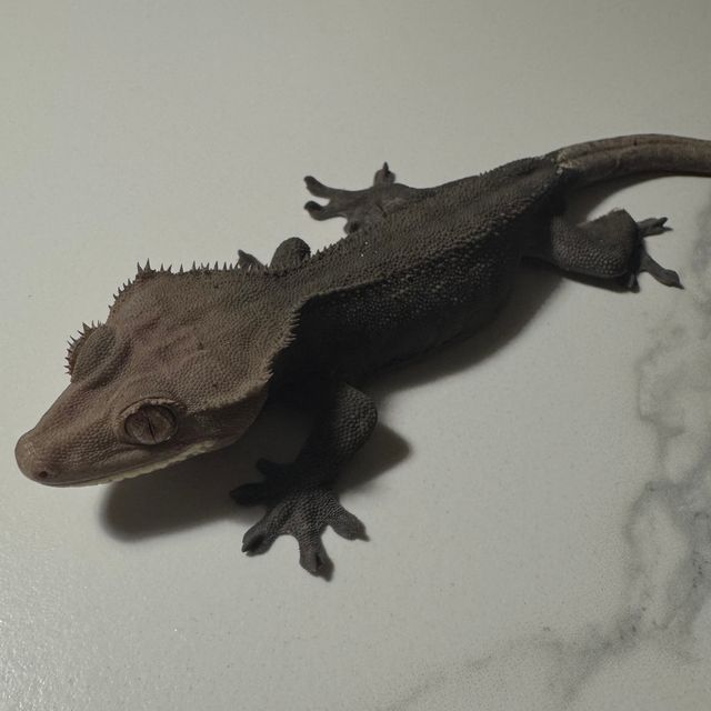 챠콜 알티