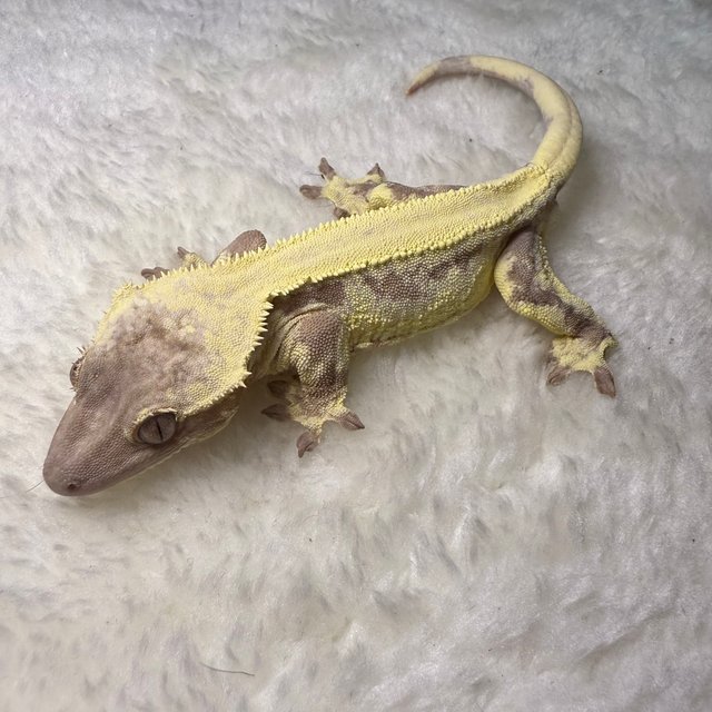 릴리 세이블 100%헷아잔틱