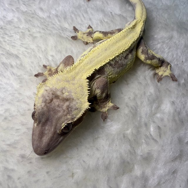 릴리 세이블 100%헷아잔틱