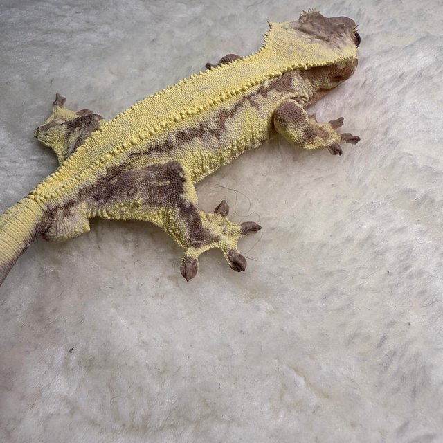 릴리 세이블 100%헷아잔틱