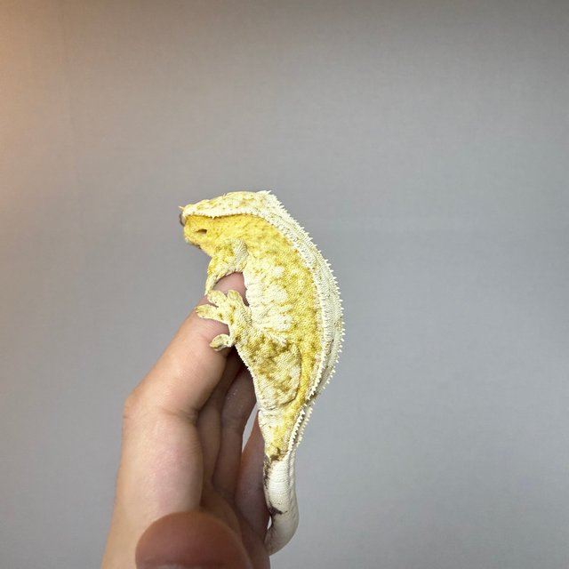 100%헷아잔틱 크림시클