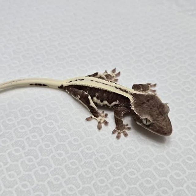 릴잔틱