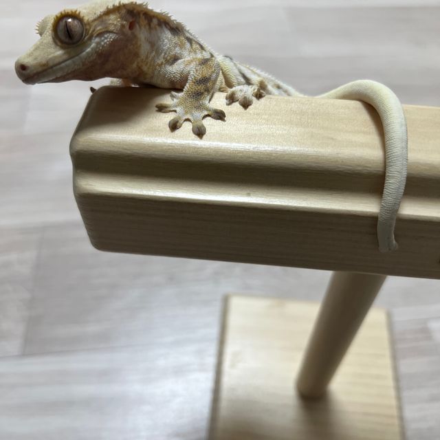릴리화이트 트라이