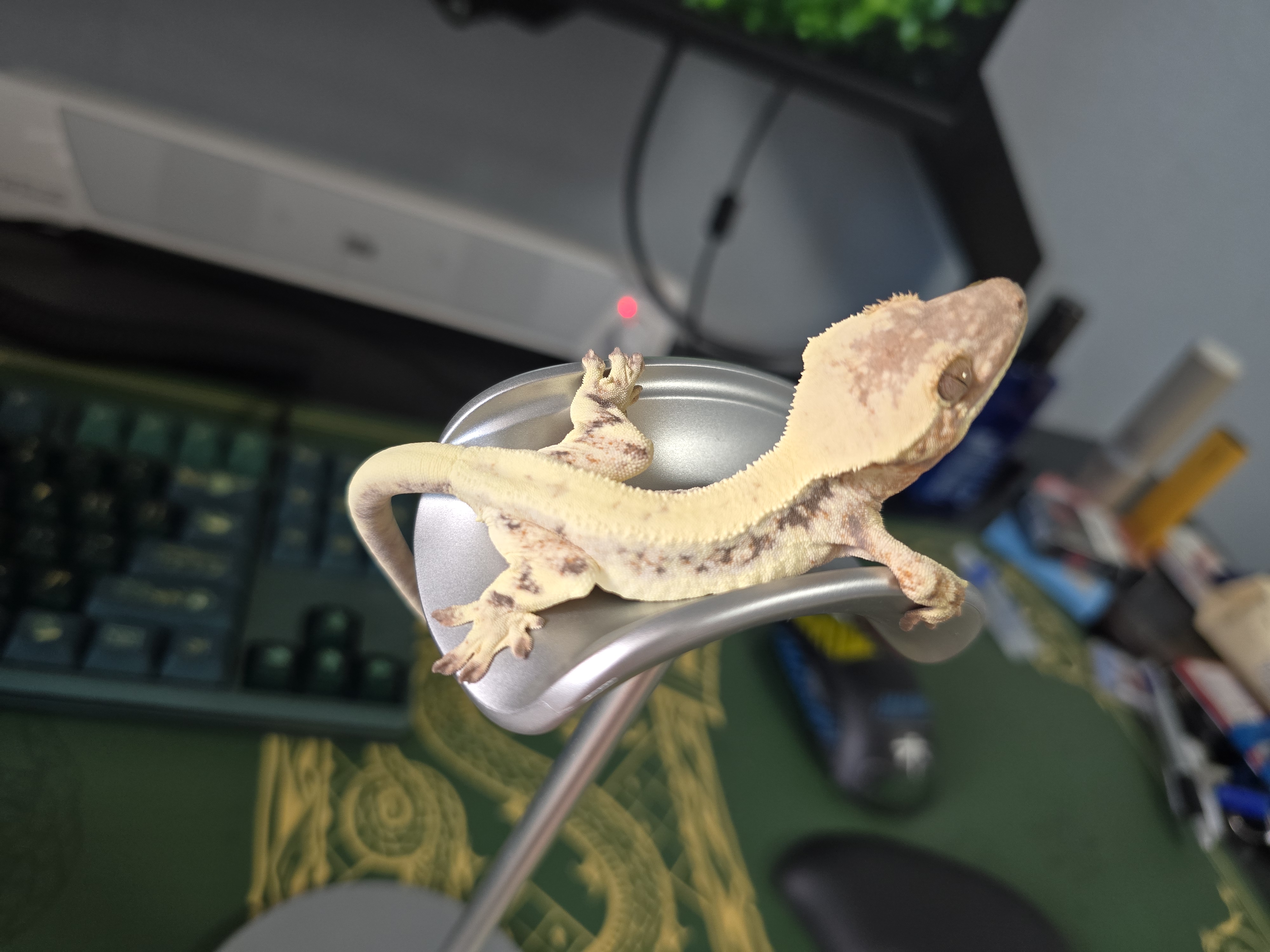 춤추는곰돌이