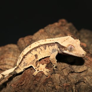 트라이